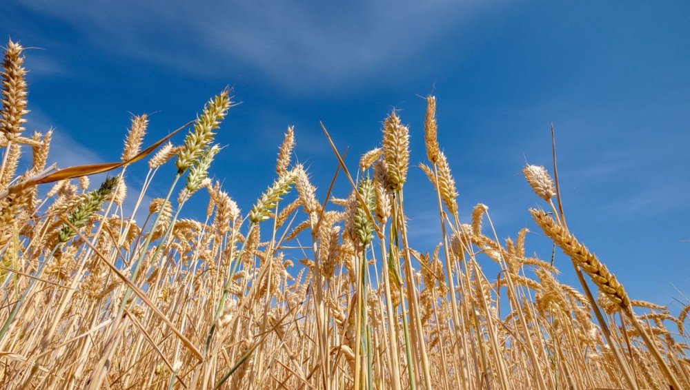 Campagne agricole 2024-2025 : la récolte céréalière prévue à 44 millions de quintaux