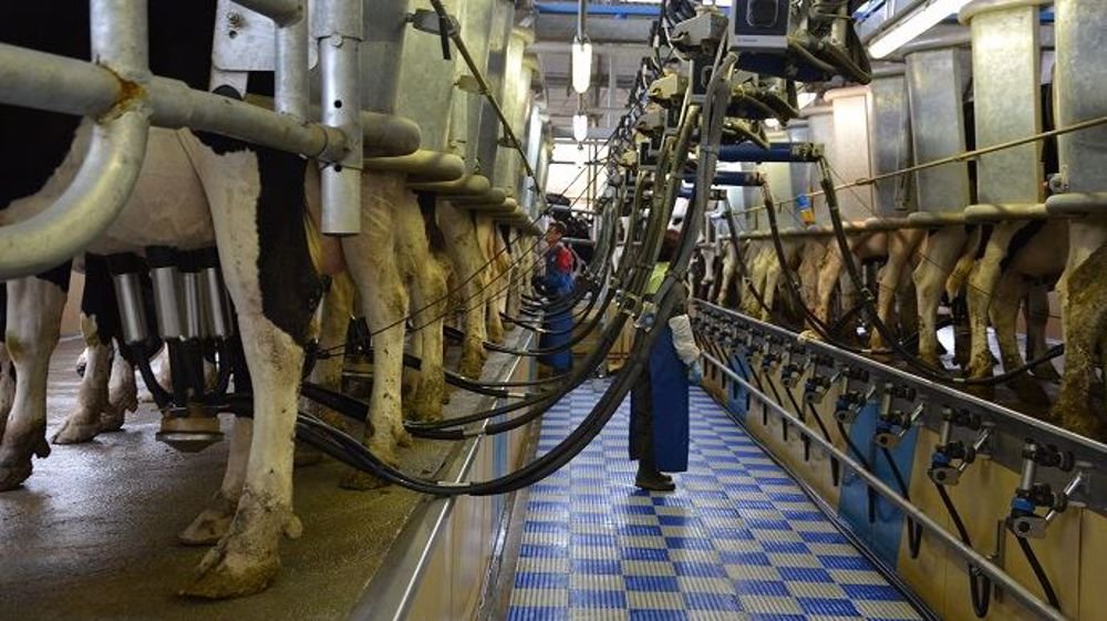 Lait du futur : comment le Maroc compte réussir sa transition verte