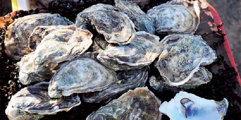 Duna Blanca et Taourta-Oum Labouir : levée de l’interdiction sur la commercialisation des huîtres et moules