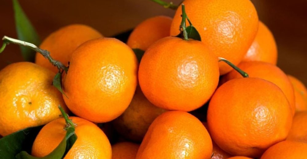 Les exportations marocaines de mandarines renouent avec la croissance entre juillet 2024 et février 2025