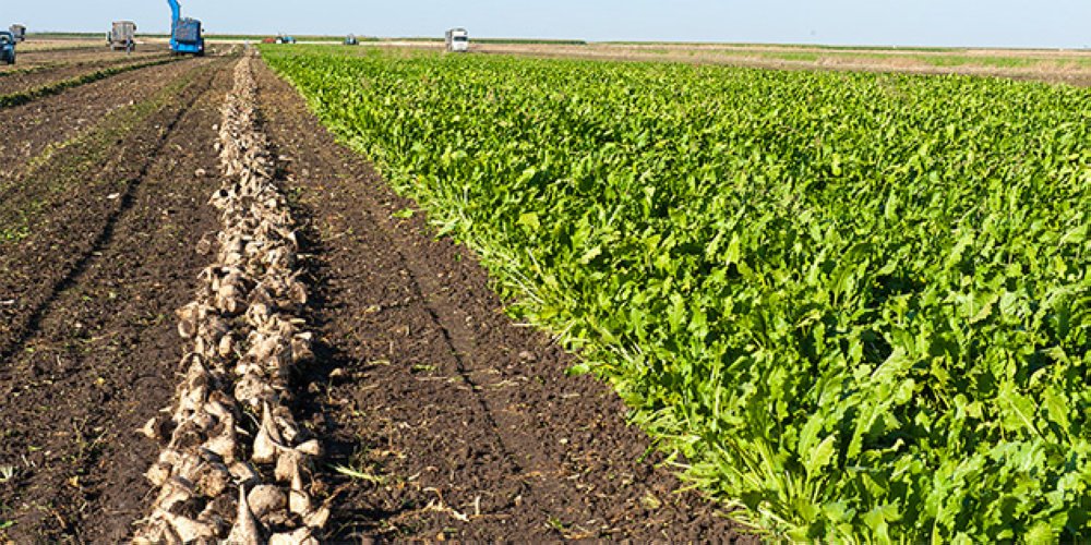 Cosumar : cap sur 600.000 tonnes de sucre blanc en 2026