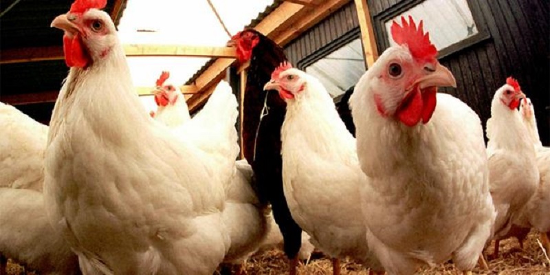 Grippe aviaire : Le brésil suspend le commerce de toutes ses volailles 