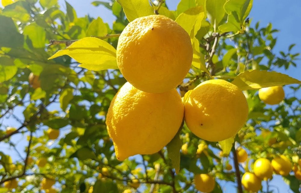 Les citrons marocains brillent de nouveau sur les marchés internationaux