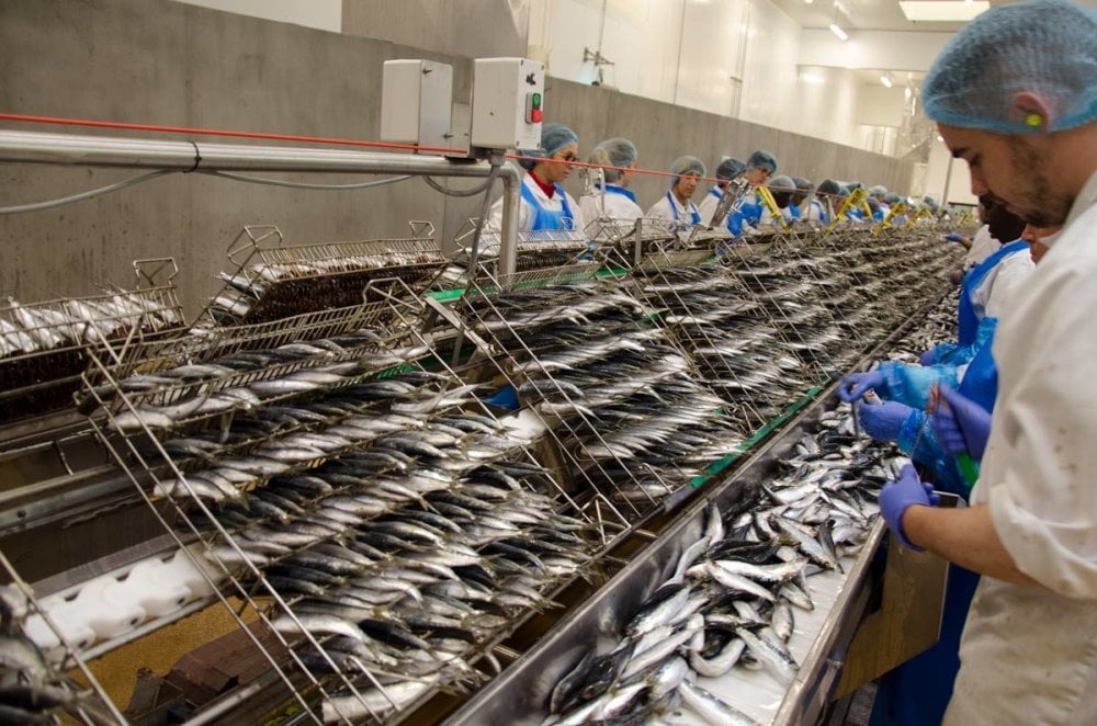 Prix truqués, limitation concertée de la production... le marché de la sardine industrielle épinglé (Conseil de la concurrence)