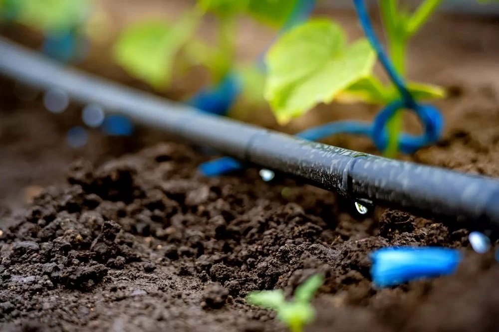 Stress hydrique : 23.890 hectares à reconvertir à l’irrigation localisée dans le Haouz