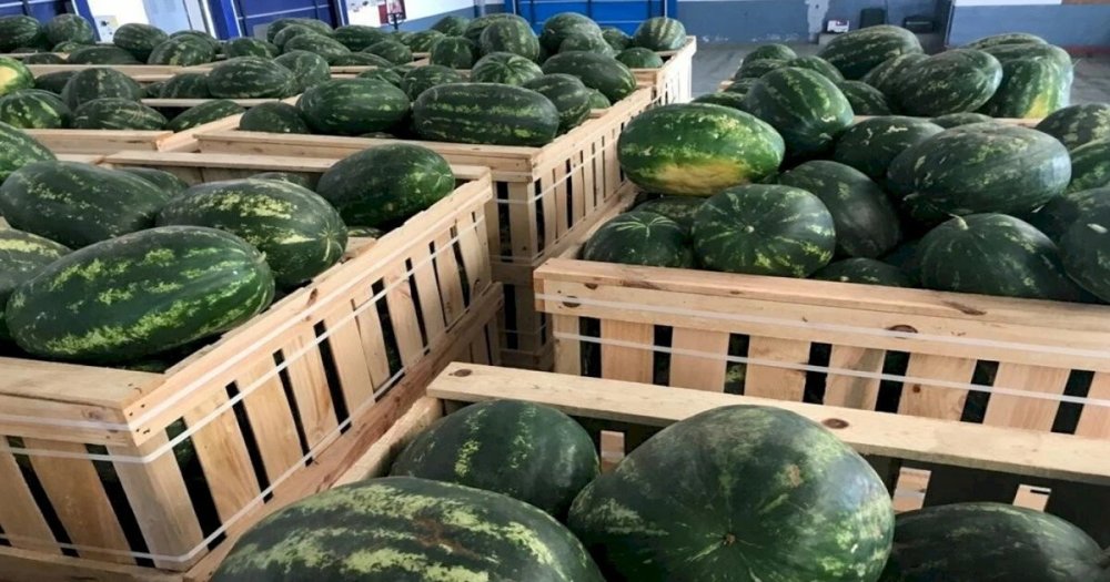 Exportations en hausse pour la pastèque marocaine malgré la concurrence européenne