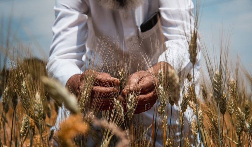 Jawahir, une variété marocaine de blé dur résistante à la sécheresse