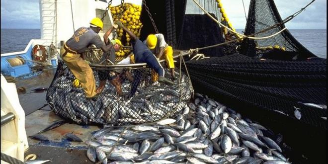Pêche en Méditerranée : les débarquements progressent