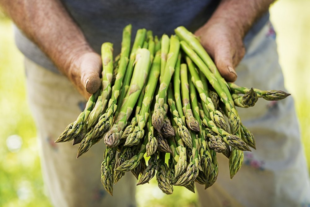 Agriculture : l’asperge, nouvelle success-story marocaine à l’export