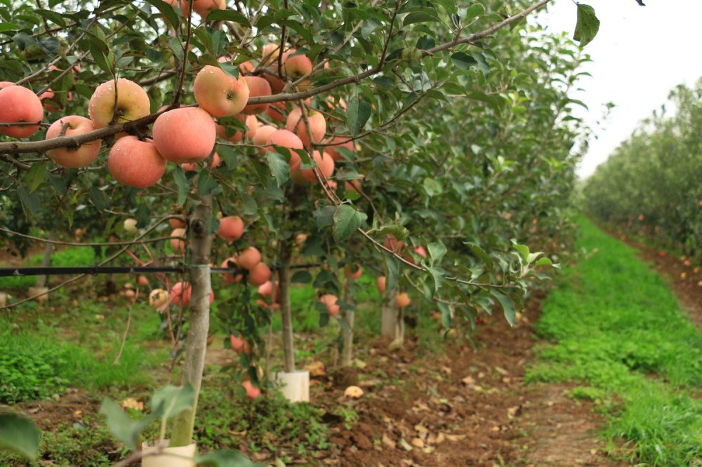 Assurance agricole : l’Etat va lancer une réforme majeure pour l’arboriculture