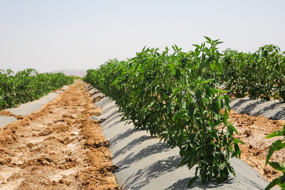Béni Mellal-Khénifra : le ministère lance une opération de conseil aux agriculteurs