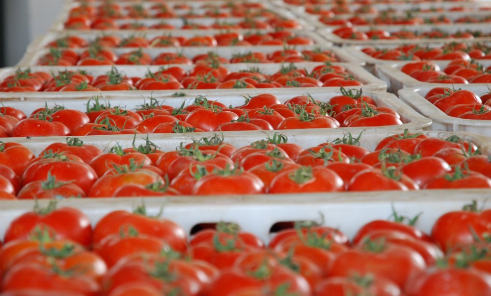 La tomate marocaine fait trembler les producteurs français