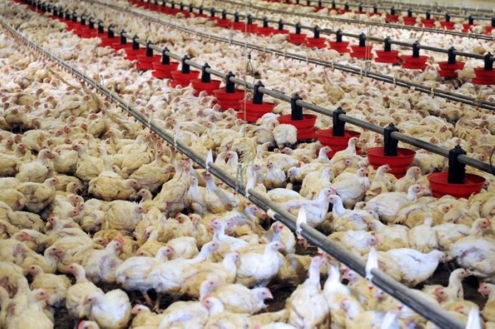 Le prix du poulet s’envole, jusqu’à 40 dirhams le kilo
