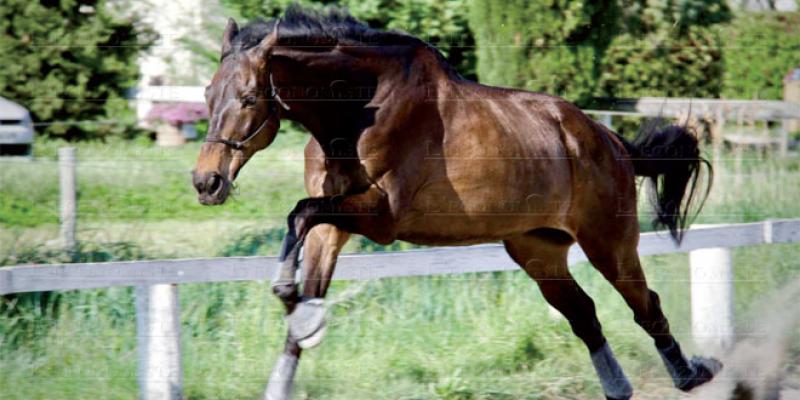 16e édition du Salon du Cheval : El Jadida accueille « Title Show »