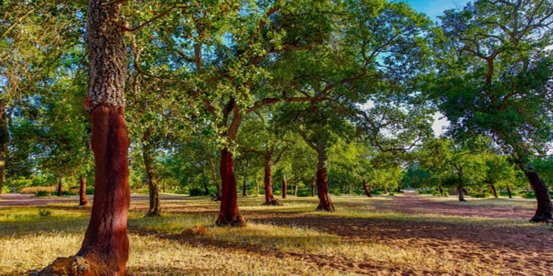 Aménagement de la forêt de la Maâmora : Les clarifications de l