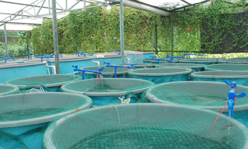 Aquaculture : nouveau dispositif d’assistance technique sur mesure pour les TPE et PME
