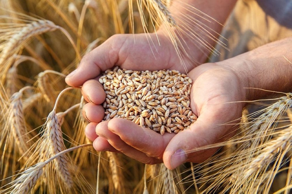 Céréales : le détail de l’évaluation du Programme de résilience du Maroc signée la BAD