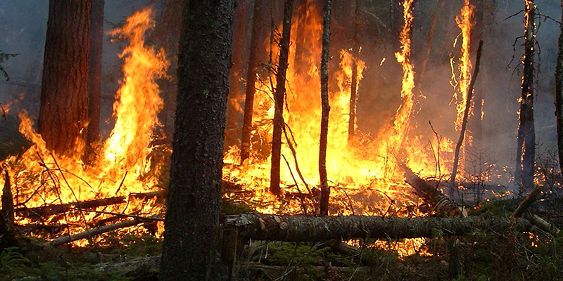 Chefchaouen : Poursuite des opératrions pour éteindre les incendies de forêt