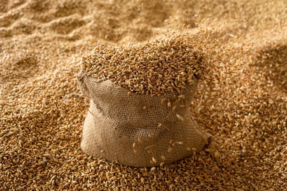 Entre janvier et juillet 2025, le Maroc a réduit ses importations de céréales de 11 %