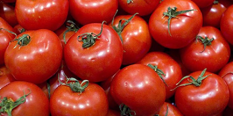 Espagne : Les tomates marocaines battent des records