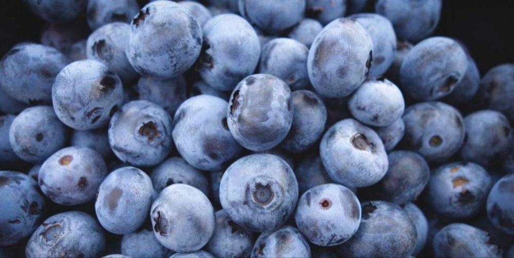 Le Maroc devient le 4e exportateur mondial de myrtilles en 2024