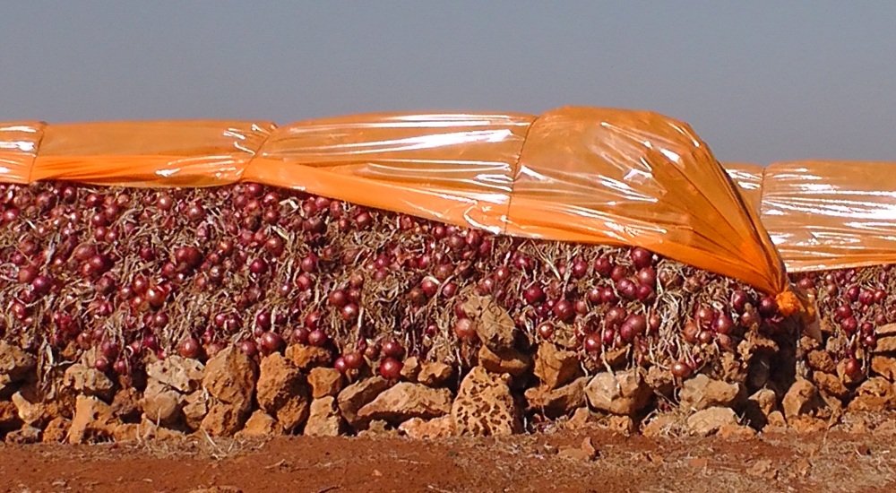 Le Maroc multiplie par cinq ses exportations d’oignons en une saison