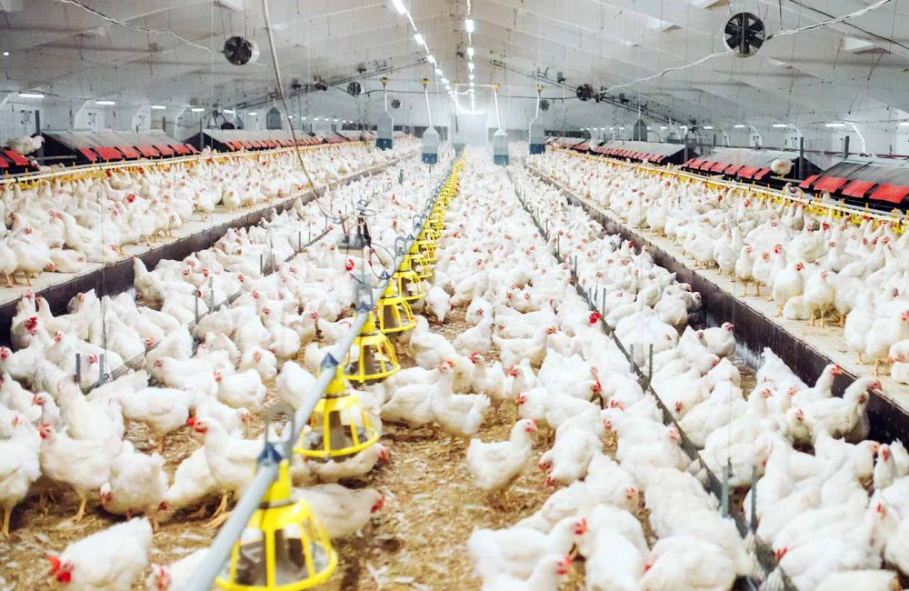 Les prix du poulet en forte hausse, le gouvernement interpellé