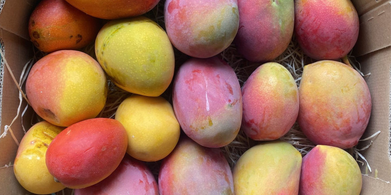 Mangue : L'Egypte pourrait approvisionner le marché marocain