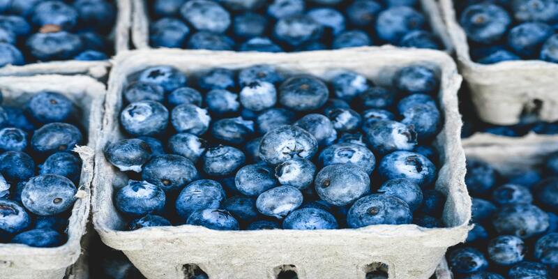 Myrtilles : Le Maroc, 4e exportateur mondial