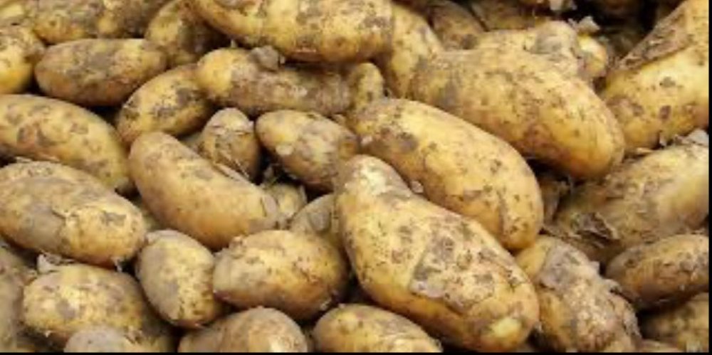 Pommes de terre marocaines : un retour à la croissance après cinq ans de repli