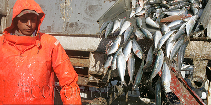 Port d'Essaouira : Chute des débarquements