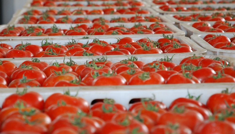 Tomates marocaines : percée historique sur le marché danois
