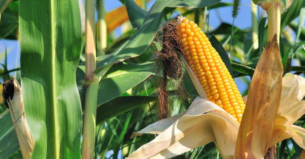Le Maroc bat un record avec plus de 20.000 tonnes de maïs doux exportées en 2024-2025