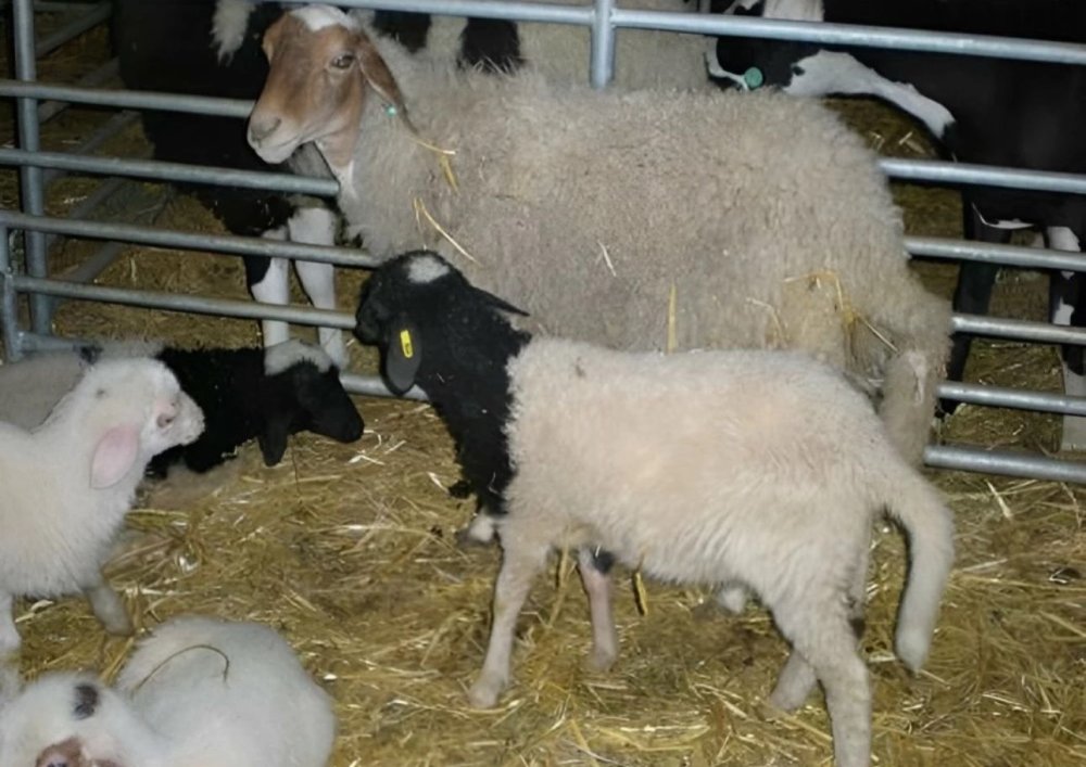 Le ministère de l’Agriculture met fin à l’interdiction d’abattage des femelles ovines et caprines
