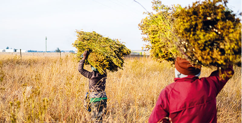 Les solutions agricoles dont l’Afrique a besoin