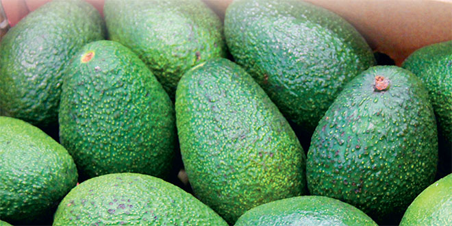 Avocat, une saison sous tension