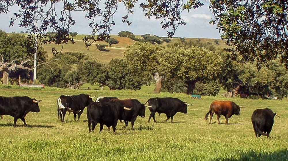L’Espagne suspend ses exportations de bovins, pas d'impact sur le prix de la viande rouge au Maroc (Professionnels)