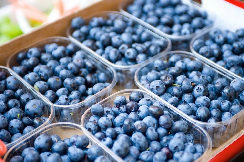 Le Maroc fait une percée fulgurante sur le marché canadien de la myrtille