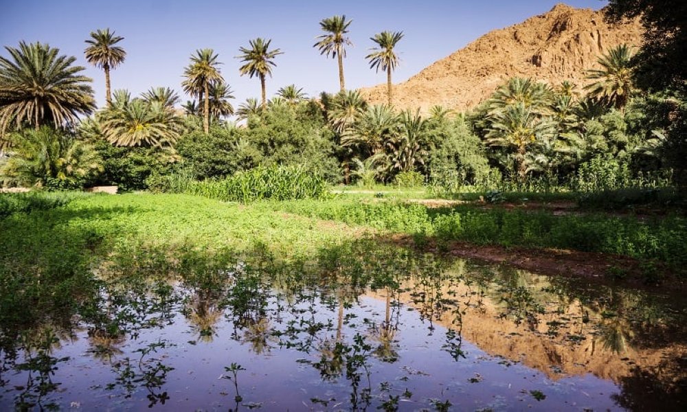 Le Maroc sollicite un prêt de 10 millions $ pour préserver les oasis du Draâ
