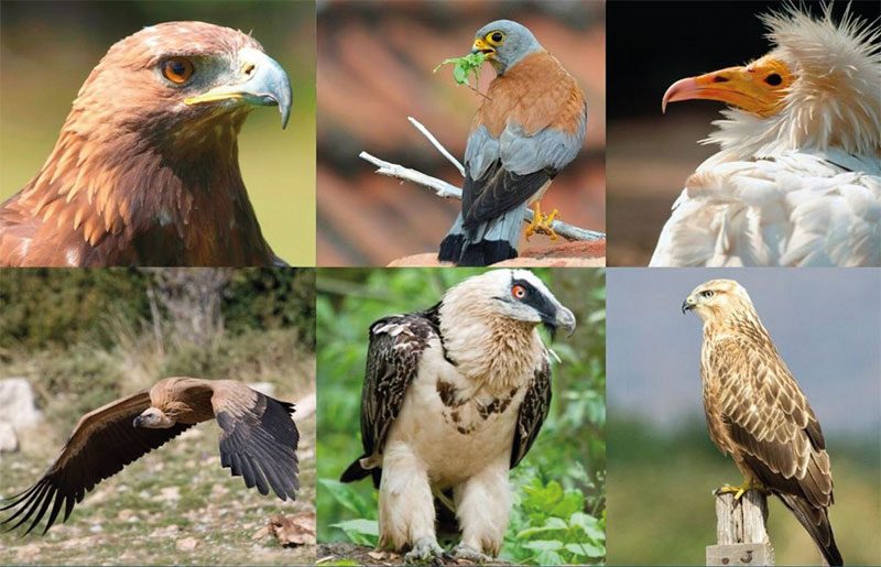 Le Maroc veut faire revivre ses rapaces emblématiques