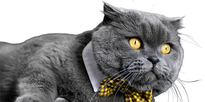 Le chat de race sublimé sur le podium