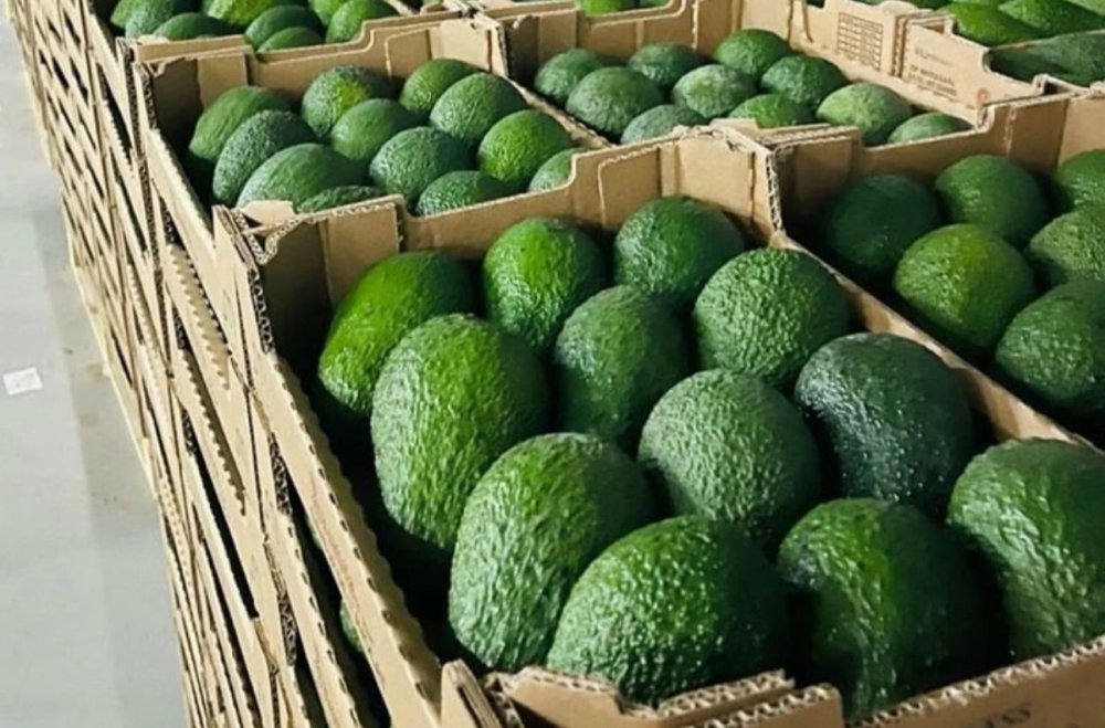 Les exportations d’avocats marocains vers la Suisse atteignent un record de 120 MDH en 2025