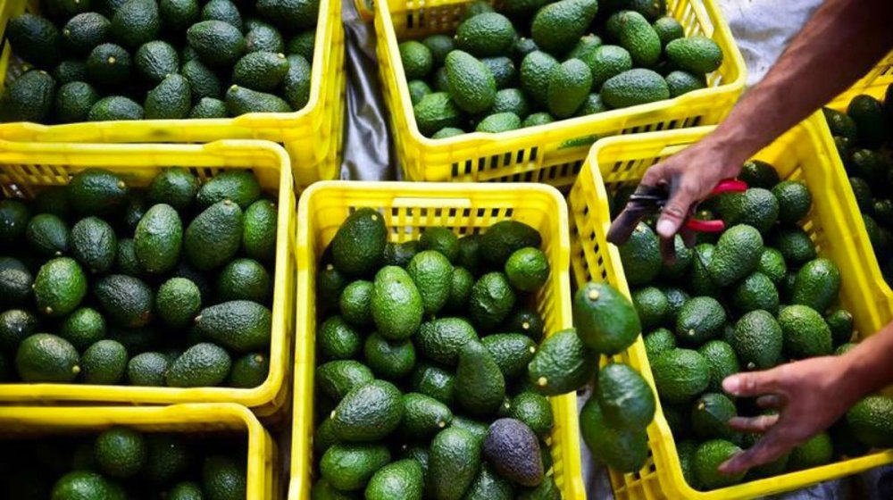 Les prix des avocats marocains restent contenus, malgré des pertes