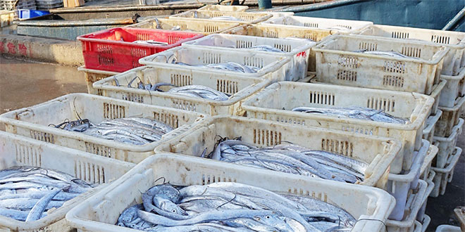 Pêche: Modernisation et villages nouvelle génération