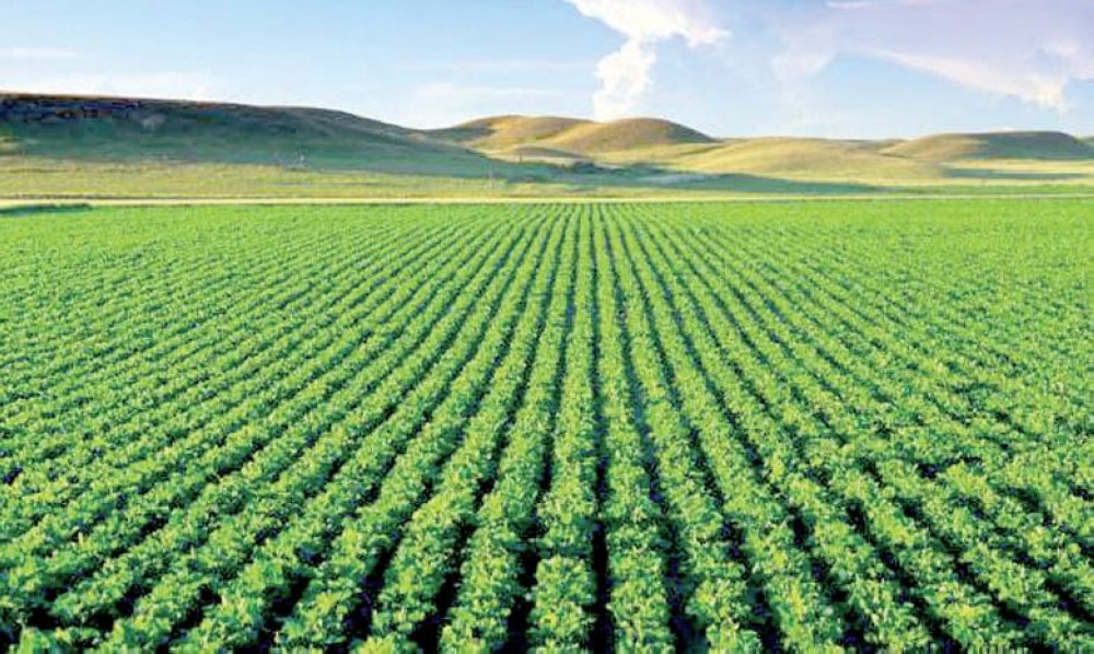 Sauvegarde de la plaine du Saïss : lancement imminent de la première tranche de 10.000 ha