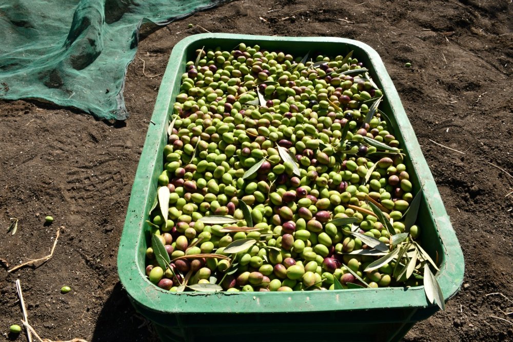 À Moulay Yacoub, l’initiative Al Moutmir dynamise la récolte d’olives et renforce les pratiques durables