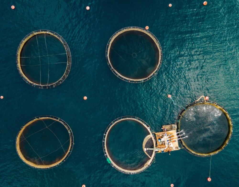 Aquaculture : l’ANDA digitalise le parcours investisseur pour booster le secteur