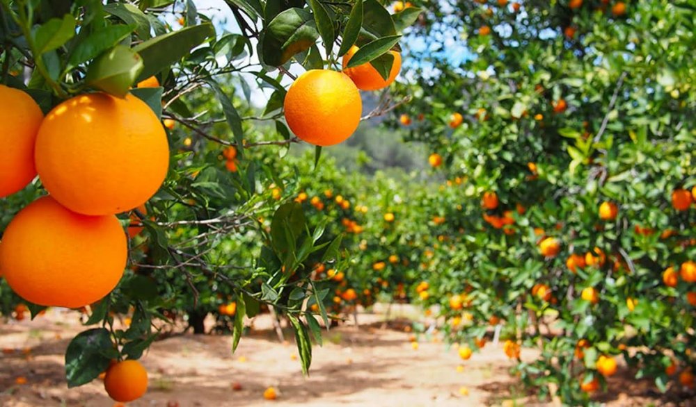Béni Mellal lance la saison des oranges précoces au Maroc