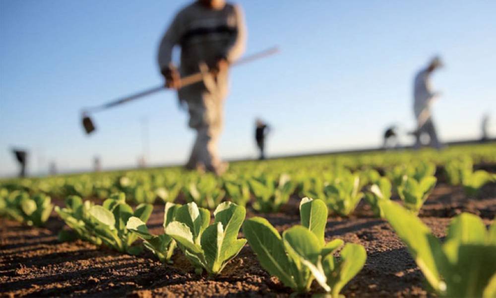 Foncier privé de l’État : près de 1.800 hectares mobilisés en 18 mois au profit des investisseurs agricoles