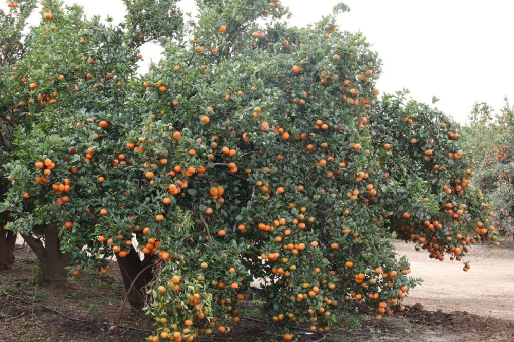 Mandarine Nadorcott : les exportations marocaines bondissent de 43% et ouvrent la voie à une saison prometteuse